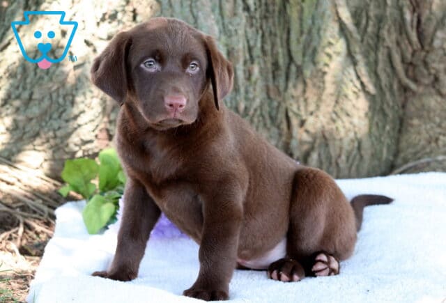 Chocolate Lab puppy sitting upright on a white blanket with a curious expression, next to light green leaves and purple flowers, with a large tree trunk in the background. image