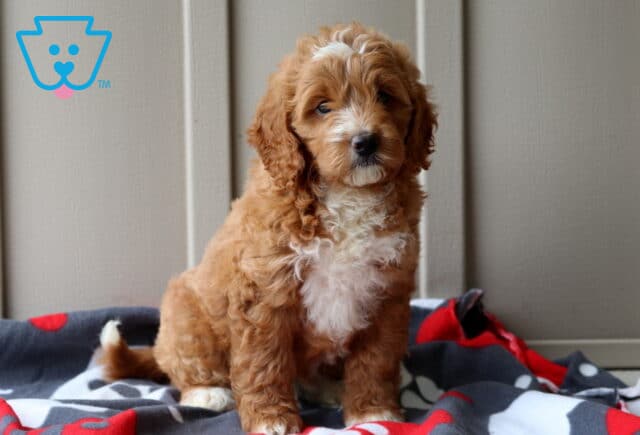 Sweet mini Goldendoodle puppy with rich apricot curls and a white chest sits gently on a fleece blanket, tilting its head slightly with a curious gaze. image
