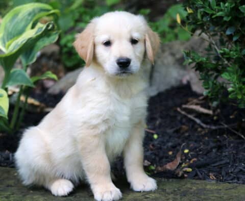 Golden Retriever puppy sitting upright on a stone path, surrounded by garden greenery and mulch, looking calmly at the camera.