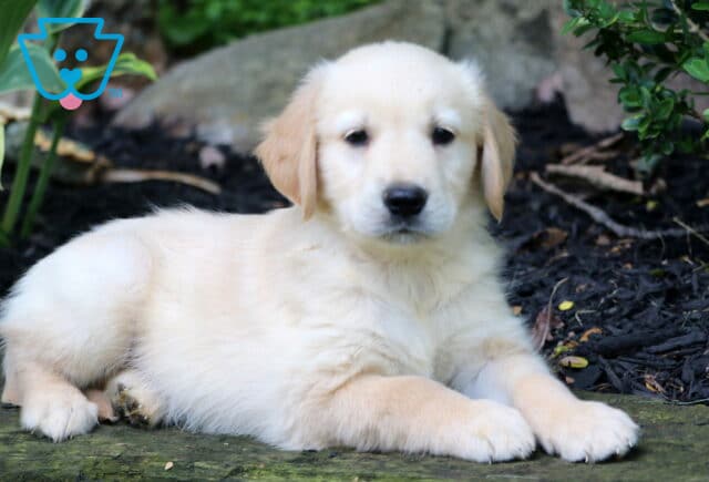 Golden Retriever puppy laying on a stone surface with front paws crossed, posing sweetly in a garden with mulch and leafy plants. image