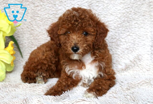 Charming Mini Poodle puppy with a rich red curly coat and a white chest, sitting alertly on a soft tan blanket next to a bunch of bright yellow flowers. image