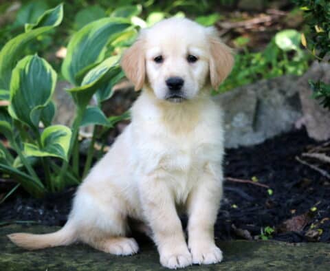 Golden Retriever puppy sitting on a stone path beside vibrant hosta plants, looking sweet and calm with a soft cream-colored coat.