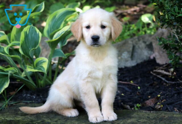 Golden Retriever puppy sitting on a stone path beside vibrant hosta plants, looking sweet and calm with a soft cream-colored coat. image