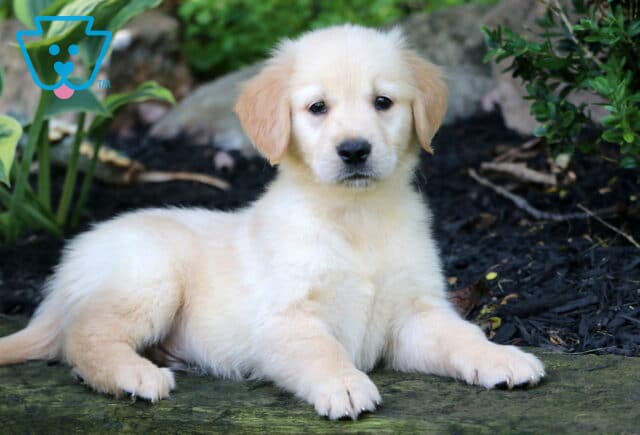 Golden Retriever puppy lying down on a stone path with a gentle expression, surrounded by mulch, green plants, and rocks in a peaceful garden setting. image