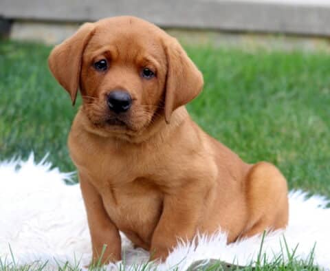 Sweet Fox Red Labrador Retriever puppy sitting on a soft white rug in the grass, gazing gently at the camera with soulful eyes.