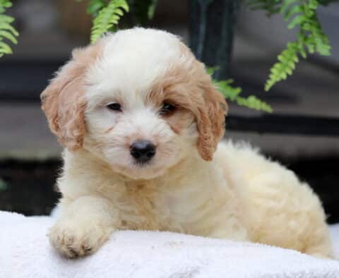 Cream-colored mini Goldendoodle puppy with apricot markings around the ears and eyes, lying on a white blanket with a calm expression and green ferns in the background.