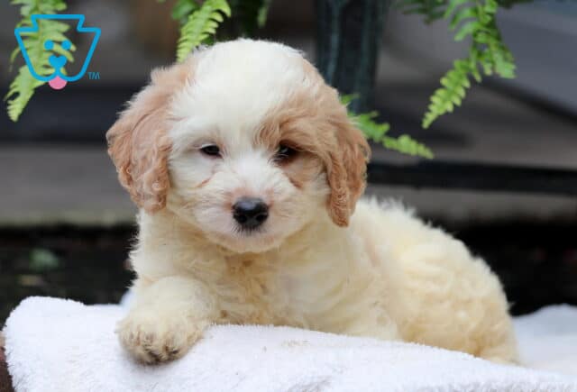 Cream-colored mini Goldendoodle puppy with apricot markings around the ears and eyes, lying on a white blanket with a calm expression and green ferns in the background. image