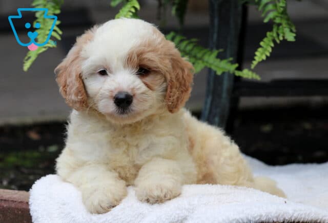 Cream and apricot mini Goldendoodle puppy with curly fur lounging on a white blanket, looking calmly at the camera with green ferns softly draping in the background. image