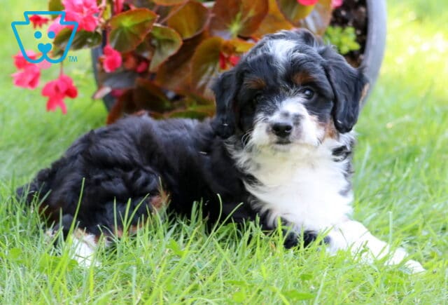 Tricolor Mini Aussiedoodle puppy lying in the grass with a sweet expression, near a flower pot bursting with bright pink blossoms. image