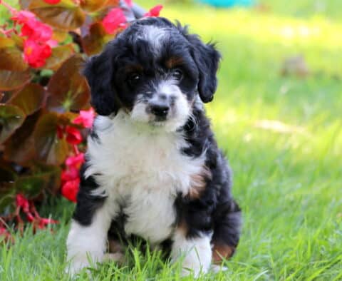 Cute Mini Aussiedoodle puppy sitting on green grass with a tricolor coat and a sweet expression, next to a planter full of blooming pink flowers.