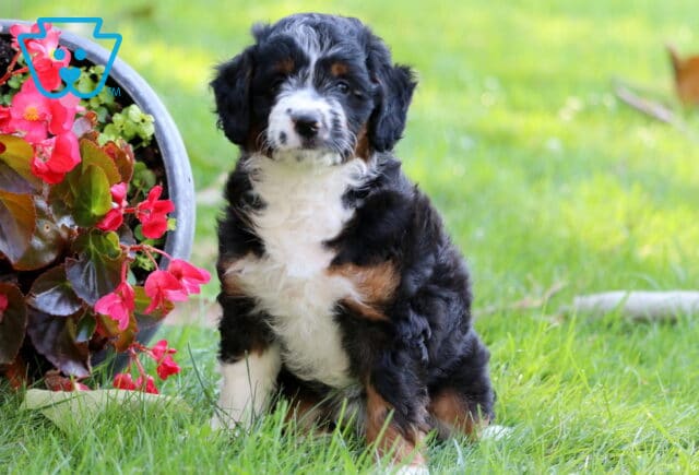 Fluffy Mini Aussiedoodle puppy with a black, white, and tan coat sitting in the grass next to a flower pot filled with vibrant pink and red blooms. image
