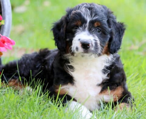 Mini Aussiedoodle puppy with a soft tricolor coat lying in the grass near bright pink flowers, looking calmly at the camera.