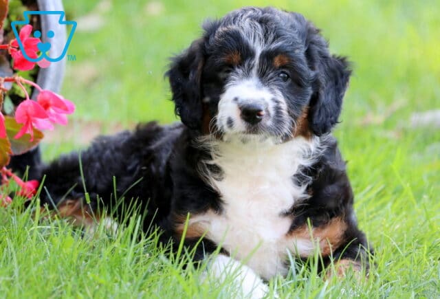 Mini Aussiedoodle puppy with a soft tricolor coat lying in the grass near bright pink flowers, looking calmly at the camera. image