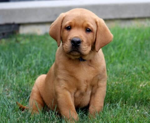 Adorable Fox Red Lab puppy sitting in lush green grass, gazing sweetly at the camera with a calm expression.